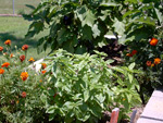 Marigolds, Basil, Eggplant